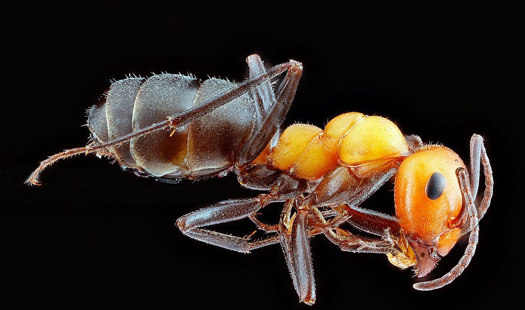 Ant Control service in Fresno, CA