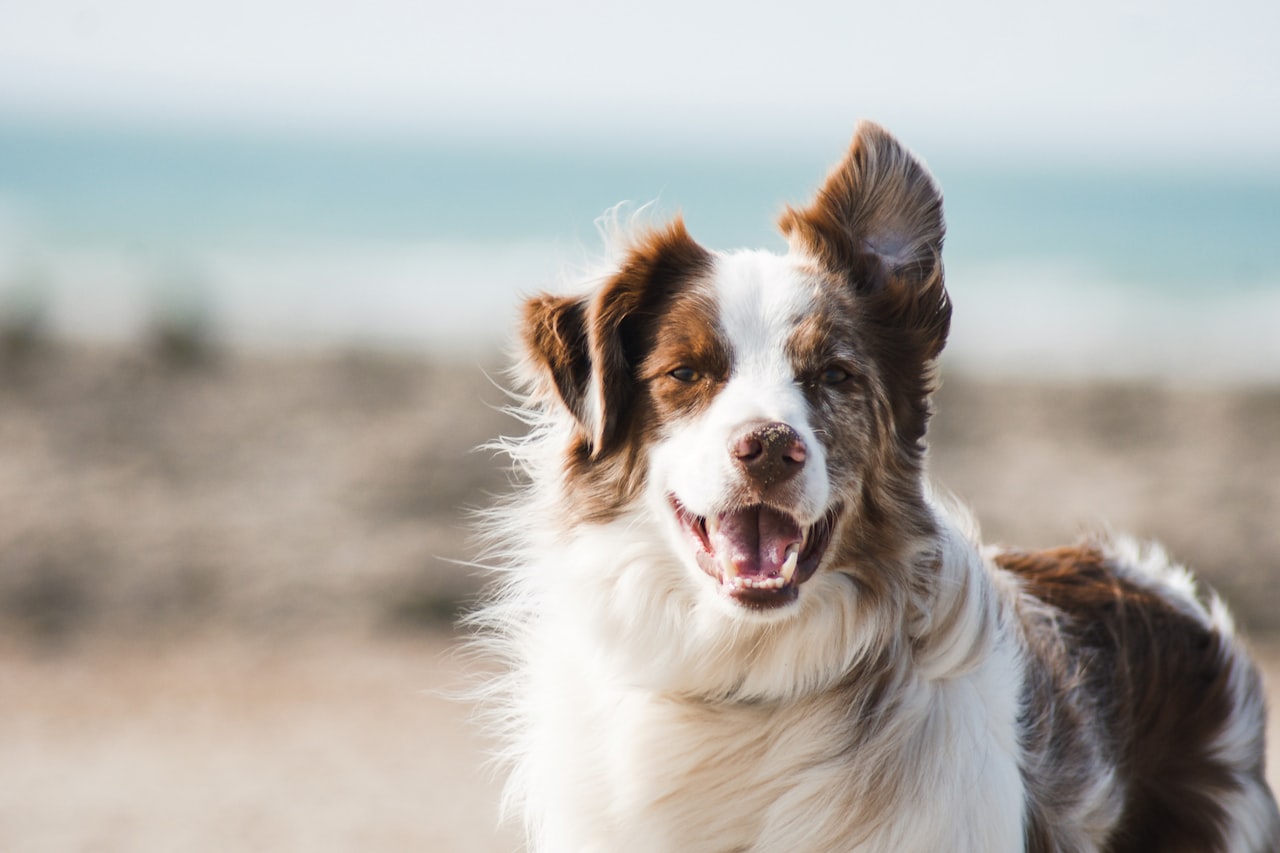 Flea & Tick Control service in Fresno, CA