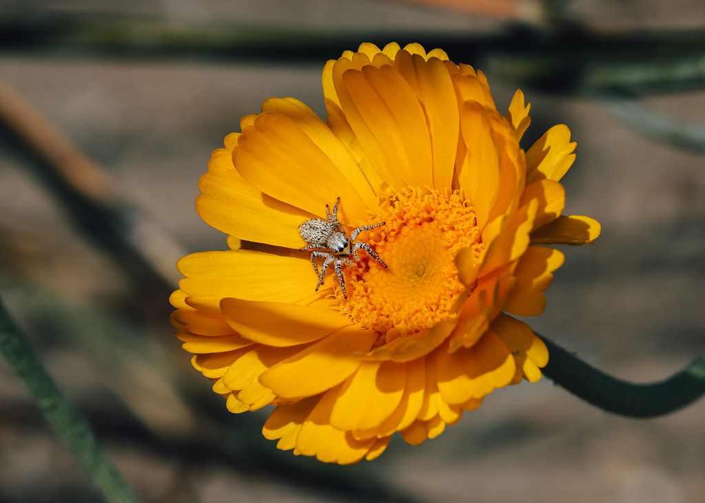 Spider Control service in Fresno, CA